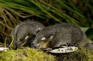 Images Dated 24th May 2007: Russian Desman - adults from one burrow - feed on a fresh-water mussels Okskii Biospheric Nature