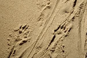 Images Dated 24th May 2007: Russian Desman - adult's footprints on wet sand of a river beach; however Desmans rarely come out
