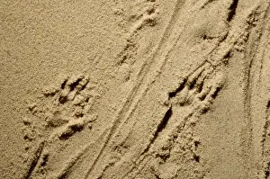 Footprints Prints: Russian Desman - adult's footprints on wet sand of a river beach; however Desmans rarely come out of water