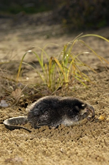 Images Dated 24th May 2007: Russian Desman - feeds on a fresh-water mussel, typical; bank of river Pra