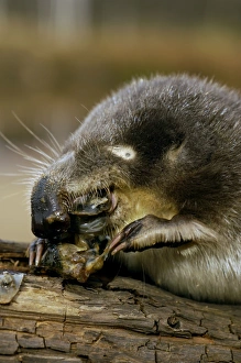 Images Dated 24th May 2007: Russian Desman - feeds on a fresh-water mussel Okskii Biospheric Nature Reserve; river Oka valley