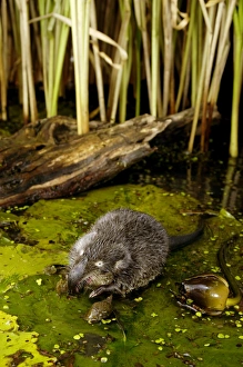 Images Dated 24th May 2007: Russian Desman - feeds on a fresh-water mussel Okskii Biospheric Nature Reserve; river Oka valley