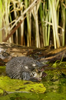 Images Dated 24th May 2007: Russian Desman - feeds on a fresh-water mussel Okskii Biospheric Nature Reserve; river Oka valley