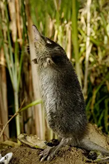 Russian Desman - female searches environment with its sense of smell, typical posture; Okskii Biospheric Nature Reserve; river Oka valley, Central Russia, 50km East from Ryazan town. Autumn, October Ok39. 0113