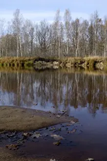 Russian Desman - habitat. River Pra, a tributary of river Oka - one of habitats of Russian Desman; territory of Okski Biospheric Nature Reserve; Central Russia, 50 km East from Ryazan town; autumn in October Ok39. 0007