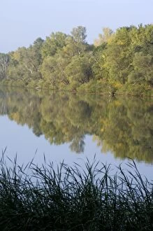 Russian Desman - habitat: small fresh-water lake with lush vegetation and rich water-life