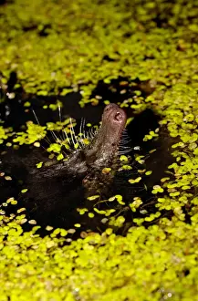 Desman Prints: Russian Desman - pops its nose out of water to search the environment with its sense of smell for danger