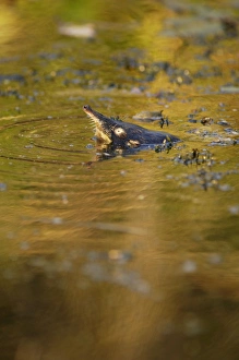 Images Dated 24th May 2007: Russian Desman - pops out of water to search the environment with its sense of smell for danger