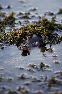Images Dated 24th May 2007: Russian Desman - pops out of water to search the environment with its sense of smell for danger