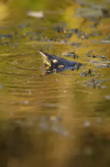 Russian Desman - pops out of water to search the environment with its sense of smell for danger (desmans rarely come out of water), disguising in waterplants Okskii Biospheric Nature Reserve; old river bed in river Oka valley