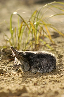 Images Dated 24th May 2007: Russian Desman - searches environment with its sense of smell bank of river Pra