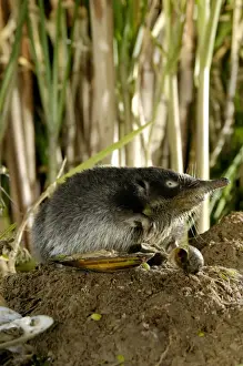 Desman Prints: Russian Desman - searches environment with its sense of smell; Okskii Biospheric Nature Reserve; river Oka valley