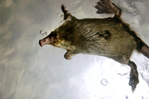 Images Dated 24th May 2007: Russian Desman - swimming (from underneath) Okskii Biospheric Nature Reserve; river Oka valley