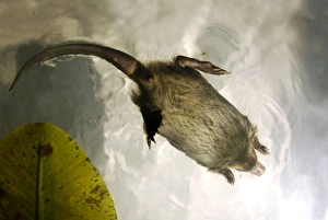 Images Dated 24th May 2007: Russian Desman - swimming (from underneath) Okskii Biospheric Nature Reserve; river Oka valley