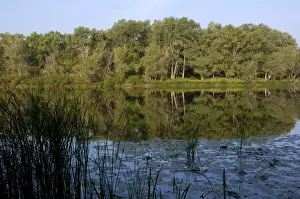 Russian Desman - typical habitat: small fresh-water lake with lush vegetation and rich water-life; one in the string of lakes, formed in old river-bed of river Ural on a vast flood-plain, a part of desman's primary area of distribution