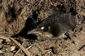 Images Dated 24th May 2007: Russian Desmans - in the burrow Okskii Biospheric Nature Reserve; river Oka valley, Central Russia