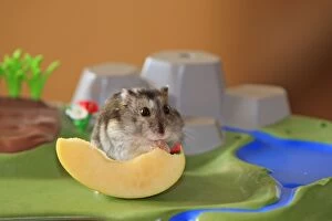 Images Dated 22nd March 2009: Russian Dwarf Hamster - eating slice of apple