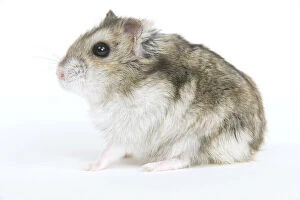 Russian Hamster - in studio