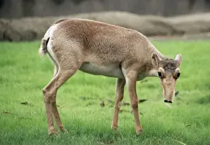 Russian Saiga Antelope