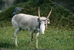 Russian SAIGA Antelope - male. Winter coat
