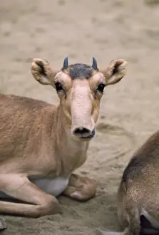 Chewing Prints: Russian Saiga Antelope - young male