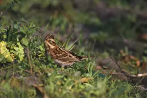 Bunting Prints: Rustic Bunting - female