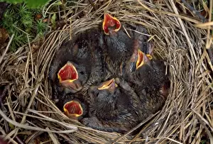 Bunting Prints: Rustic Bunting - nestlings