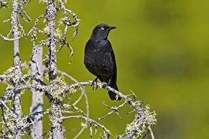 Images Dated 25th May 2008: Rusty Blackbird