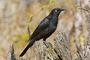Carolinus Prints: Rusty Blackbird - Maine USA - June