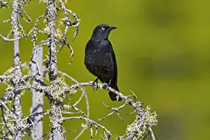 Carolinus Prints: Rusty Blackbird - Maine USA - June