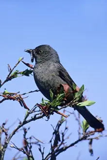Rusty Blackbird Outside of Nome Alaska on the Seward Peninsula in June