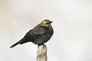Rusty Blackbird - perched on post - February