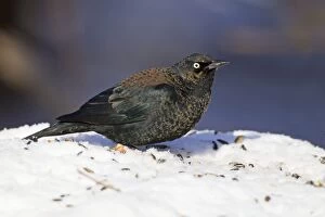 Blackbird Gallery: Rusty Blackbird - in snow - January