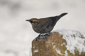 Blackbird Gallery: Rusty Blackbird in winter plumage