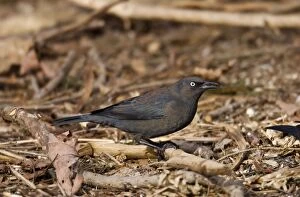 Images Dated 14th February 2010: Rusty Blackbird - in winter plumage - February - Connecticut - USA