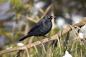 Images Dated 17th February 2010: Rusty Blackbird - in winter plumage - February - Connecticut - USA