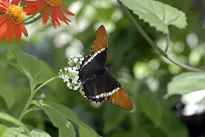 Nymphalidae Prints: Rusty-tipped Page Butterfly resting on leaf