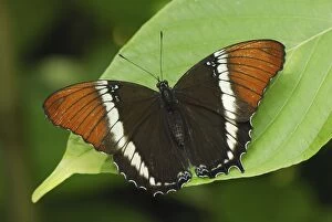 Rusty-tipped Page Butterfly (Siproeta epaphus)