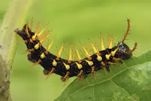 Rusty-tipped Page Caterpillar Colombia