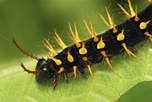 Rusty-tipped Page Caterpillar (Siproeta epaphus)