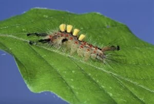 Tussock Gallery: Rusty Tussock Moth - Caterpillar