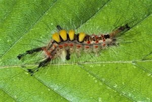 Images Dated 7th February 2014: Rusty Tussock Moth / Vapourer Moth - Caterpillar