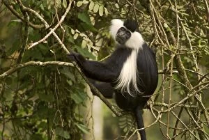 Images Dated 9th November 2008: Ruwenzori Black and White Colobus Monkey
