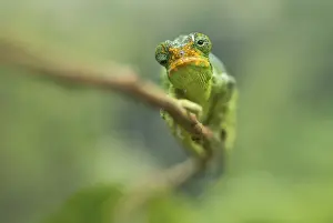 Central Africa Prints: Ruwenzori Three Horned Chameleon - adult female - Nyungwe - Rwanda - Africa