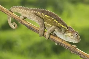 Images Dated 23rd March 2010: Ruwenzori Side Striped Chameleon - adult on a branch - Tanzania - Africa