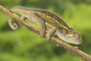 Reptiles And Amphibian Prints: Ruwenzori Side Striped Chameleon - adult on a branch - Tanzania - Africa