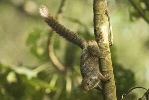 Ruwenzori Sun Squirrel - adult on a tree branch