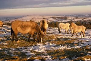 Dartmoor Pony Gallery: RW-1099
