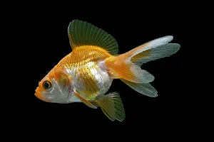 Goldfish Prints: Ryukin / Goldfish derivitive – side view black background temperate freshwater aquarium &pond fish