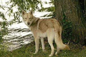 Images Dated 21st June 2004: Saarloos Wolfhound